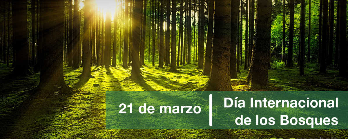 Celebramos el Día Internacional de los Bosques - Vegabaja Packaging